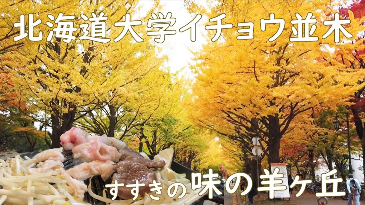 北海道大学イチョウ並木とすすきの旨いジンギスカン味の羊ヶ丘です。