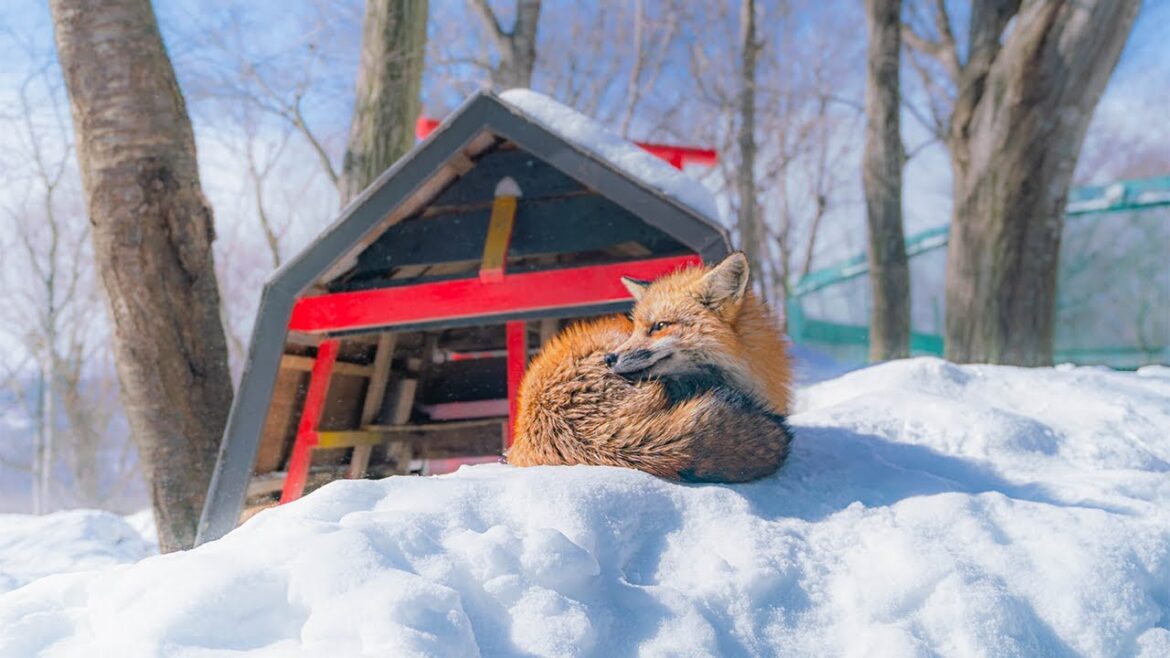 RAREST Foxes in the World?! | Tohoku Winter Road Trip pt 2 RAREST Foxes in the World?! | Tohoku Winter Road Trip pt 2