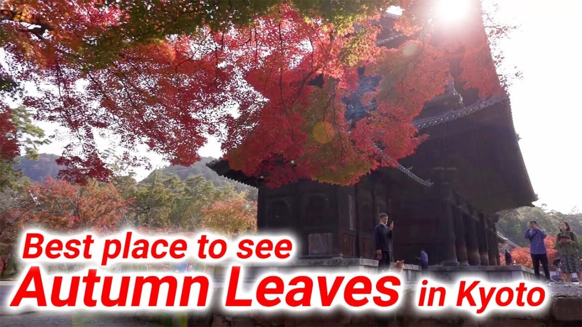 【Kyoto Autumn leaves】The best places to enjoy the autumn leaves in Kyoto. 【Kyoto Autumn leaves】The best places to enjoy the autumn leaves in Kyoto.