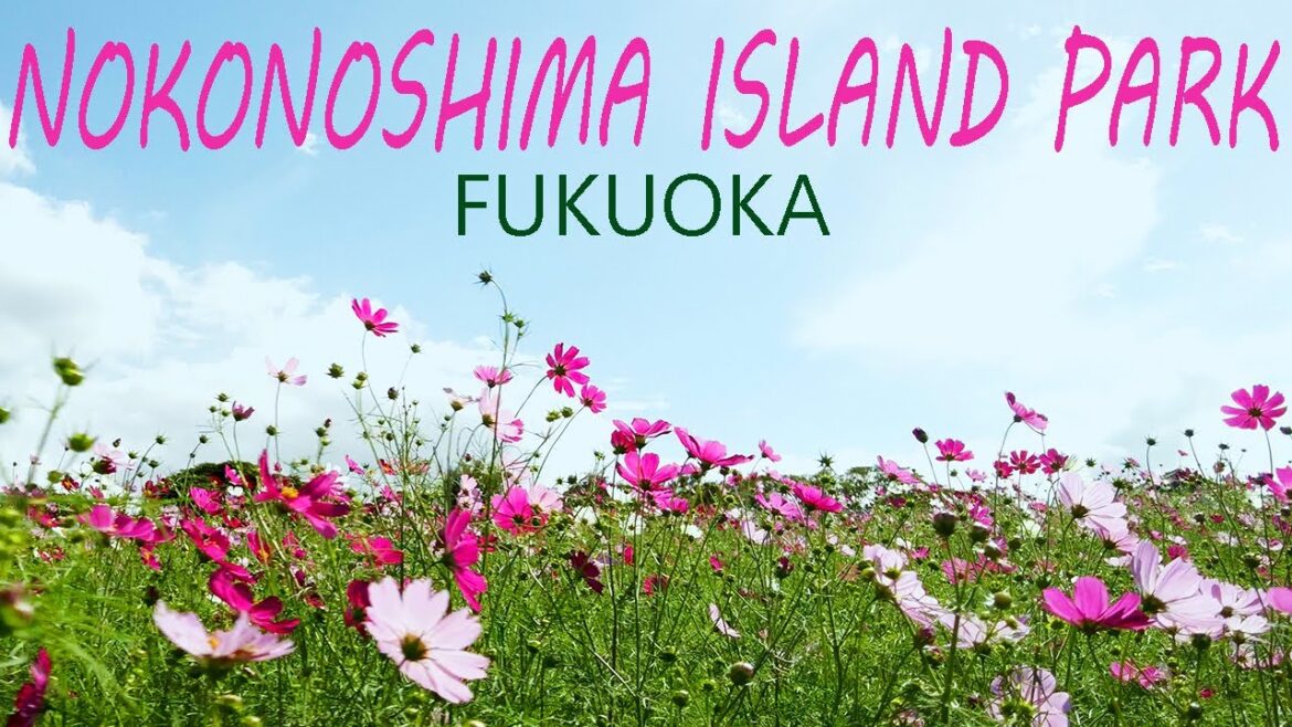 Nokonoshima Island Park 🏝️ Flower Paradise, Perfect Day Trip From Fukuoka City