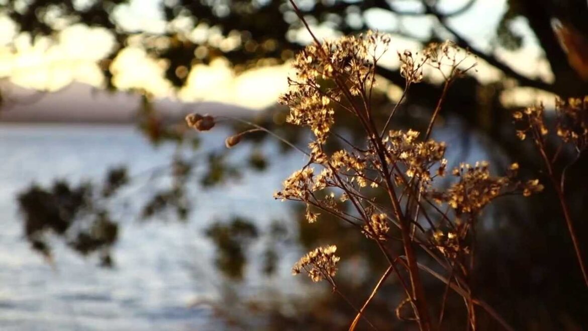 Thetis Island BC shot with Sony RX100