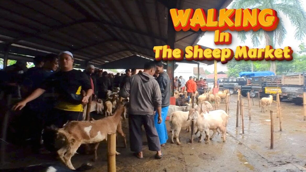 WALKING in the sheep market