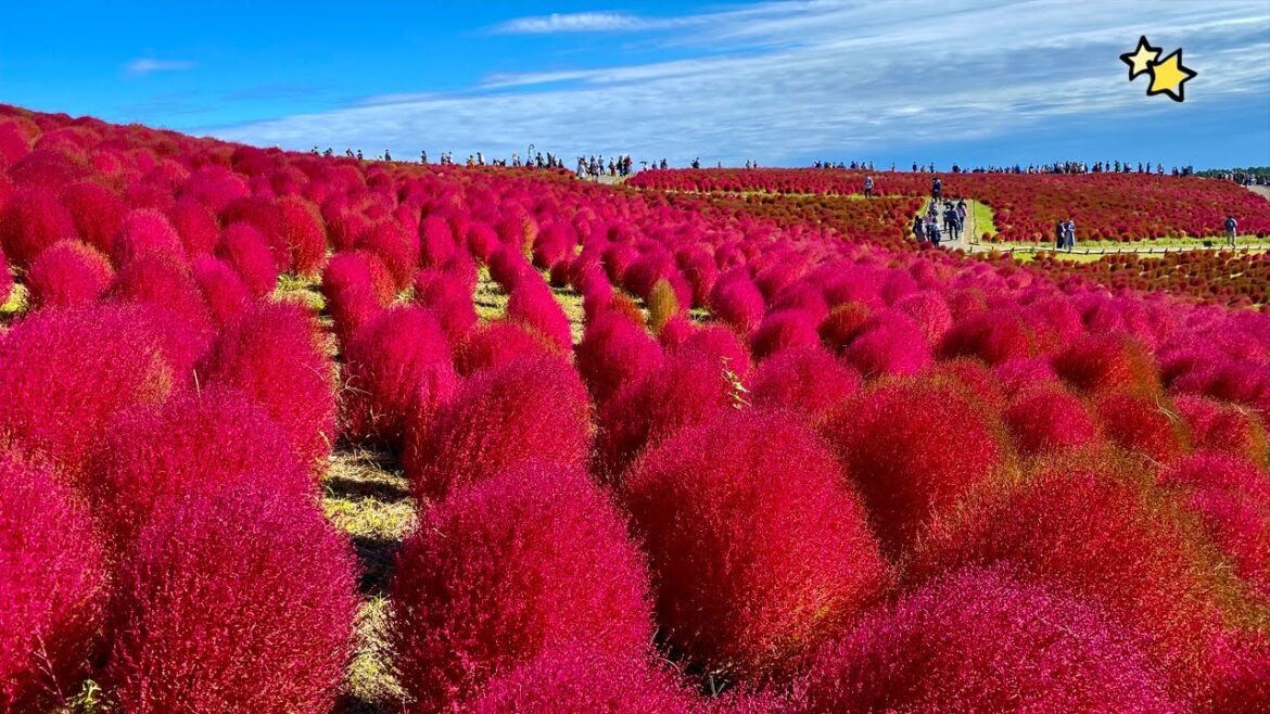 【茨城】赤が一面の絶景！秋の人気スポットに行ってみた！