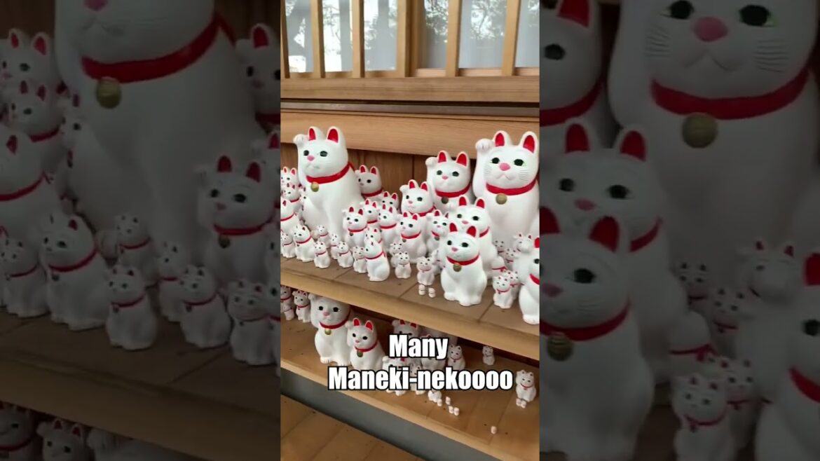 Must visit in Japan!  spot for cat lovers!! #japantravel #temple #catlover