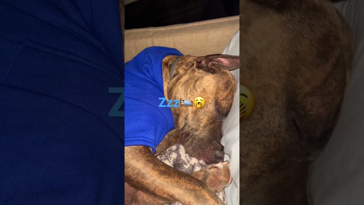 Finally he’s askeep, big snore!!#dog #cute #shorts