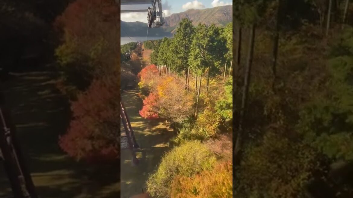 Autumn leaves koyo in Japan foliage with red and yellow colours