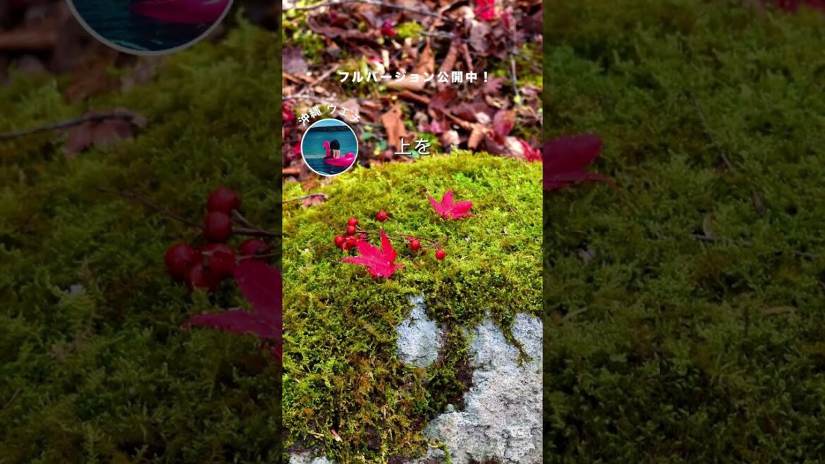 【現地発信】紅葉を見たことがない沖縄県民がやりたいこと／たびらい静岡