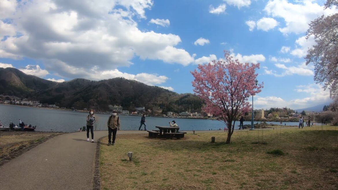 【4K】Walking Lake Kawaguchiko with Full of Cherry Blossoms ~ Japan Walking Tour / 桜が満開の河口湖の散策 2020/4
