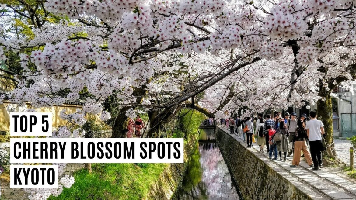 Kyoto Top 5 Best Cherry Blossom Spots Japan Kyoto Top 5 Best Cherry Blossom Spots Japan