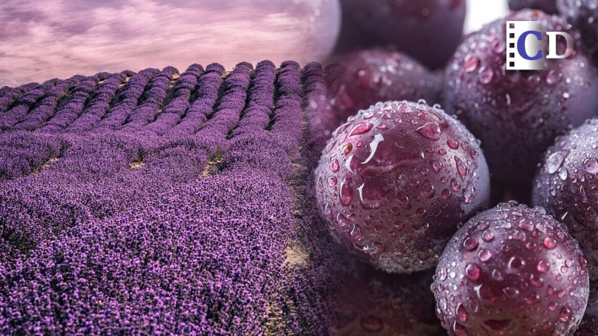 Where would you remind of? Provence in France? | China Documentary