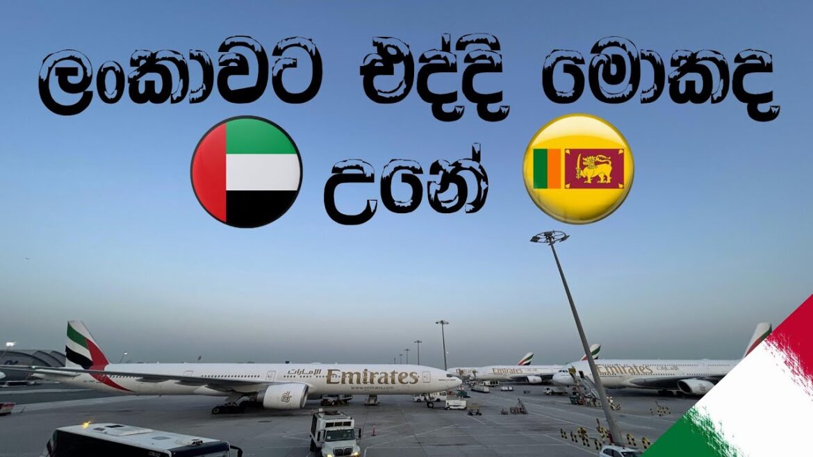 ලංකාවට ආපු මගේ ගමනේ අන්තිමටම අපි දුන්න surprise එක🙃 | vacation mood on | travel vlog | Sri Lanka ලංකාවට ආපු මගේ ගමනේ අන්තිමටම අපි දුන්න surprise එක🙃 | vacation mood on | travel vlog | Sri Lanka
