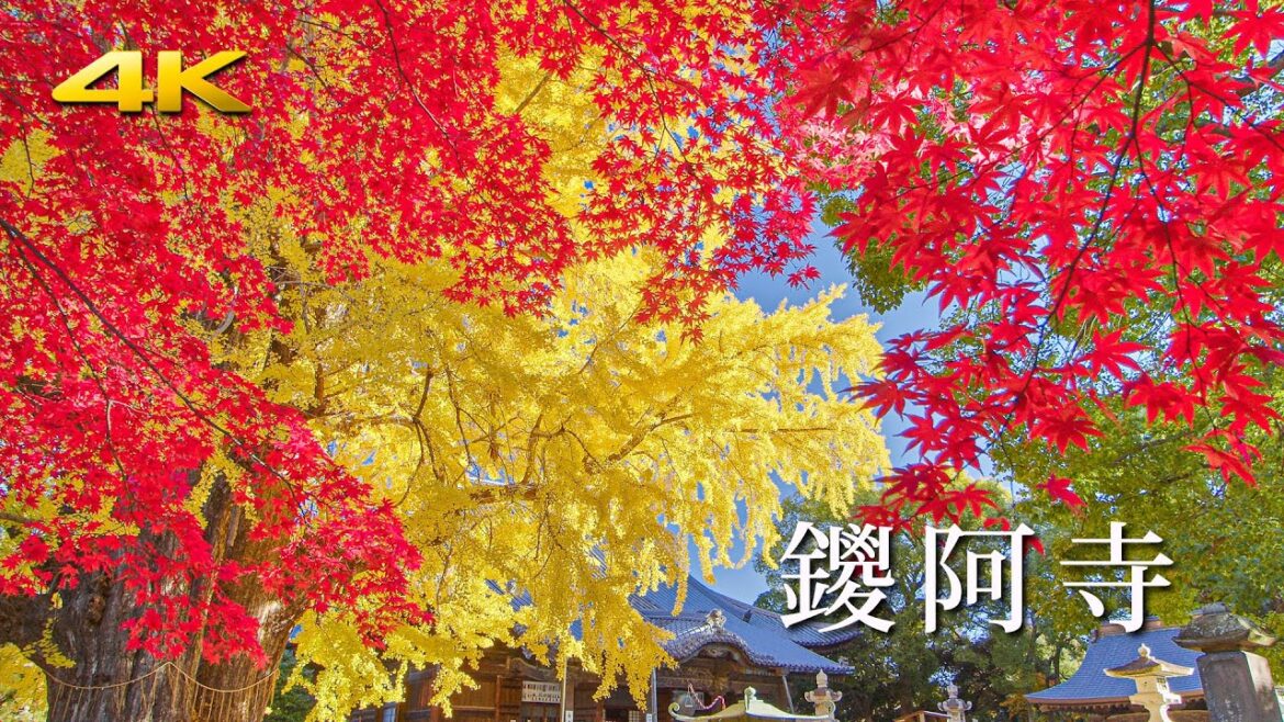 赤(楓)、青(空)、黄(銀杏)のトリコロール 鑁阿寺の紅葉 - Amazingly colorful autumn foliage at Bannaji Temple - (BMPCC6K)