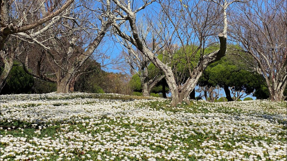 Nokonoshima Flower Island Differently🇯🇵Walking in Japan
