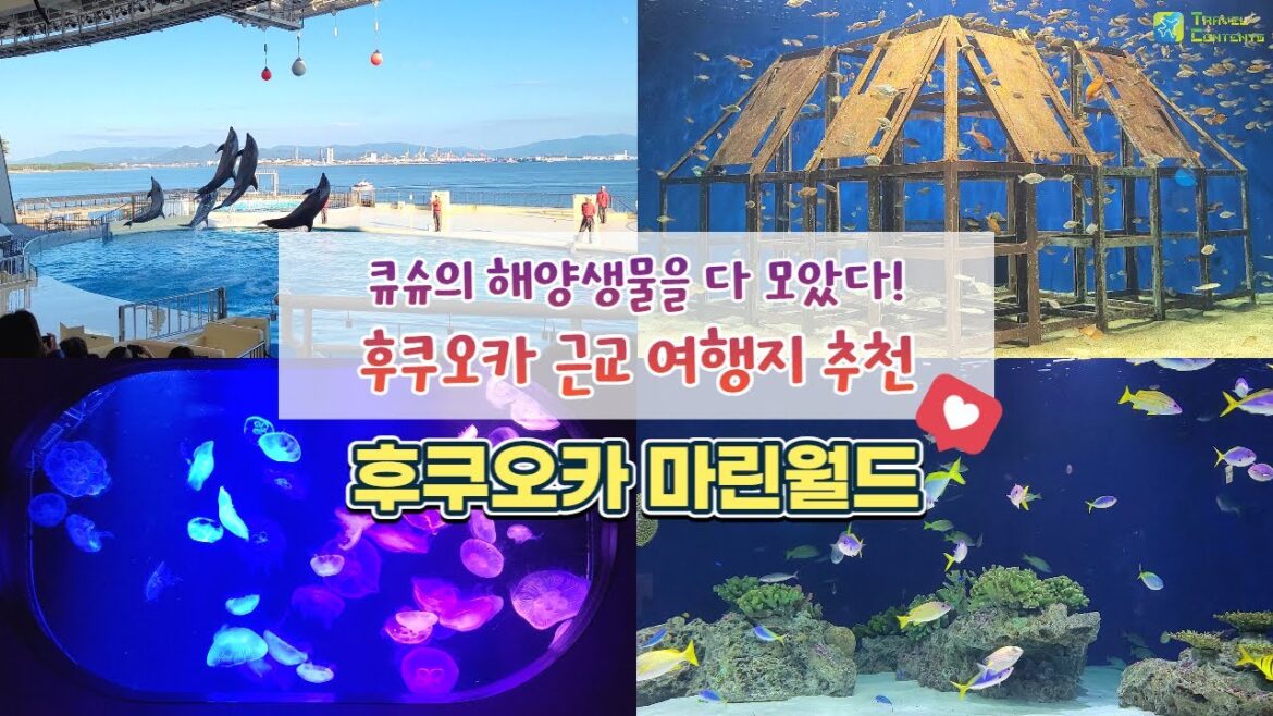 [후쿠오카 여행] 후쿠오카 가볼만한 곳 추천! 후쿠오카에 이런곳이 있었어? 마린월드 우미노나카미치.