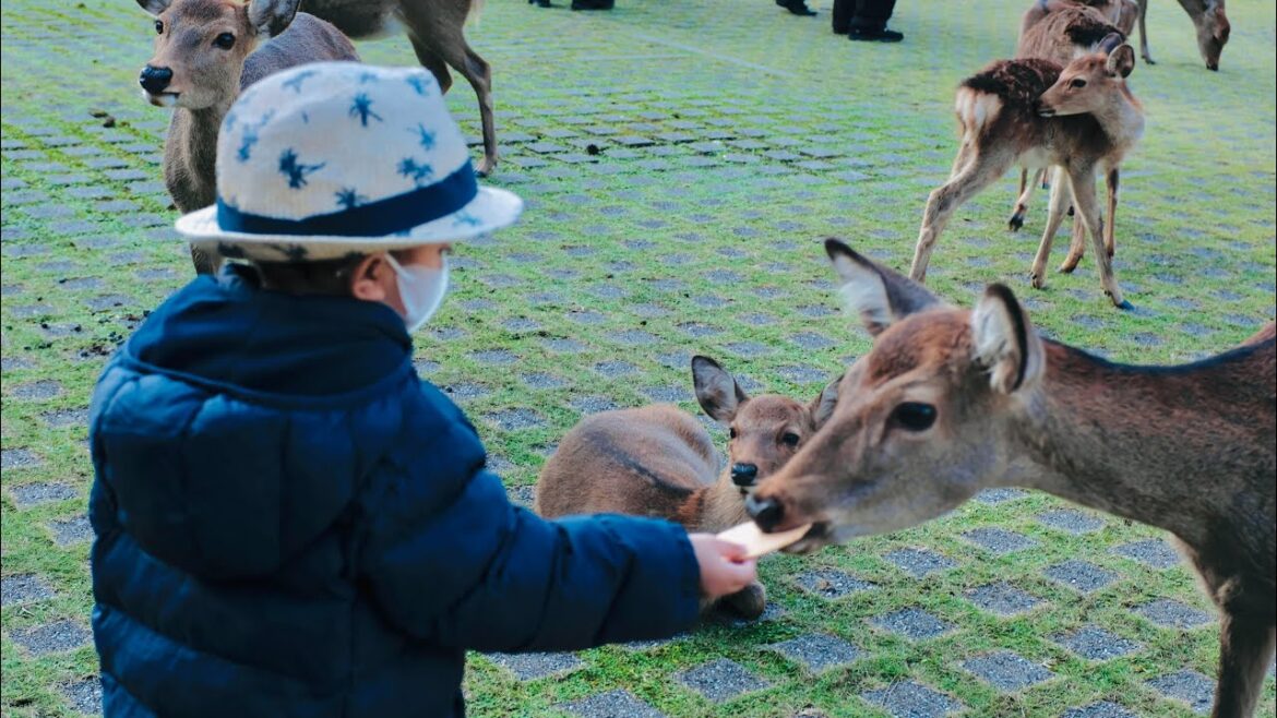 Nara Park Trip
