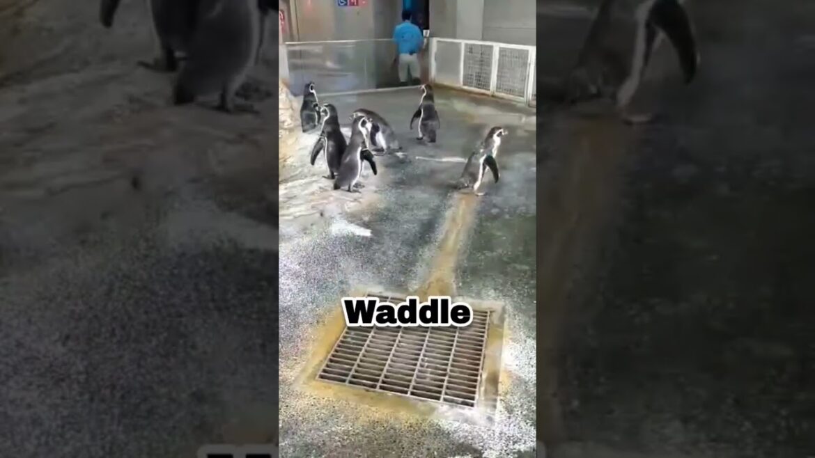 Japanese Penguin Aquarium in Nagasaki 🐧 (part 2) #shorts #Japan #penguin Japanese Penguin Aquarium in Nagasaki 🐧 (part 2) #shorts #Japan #penguin