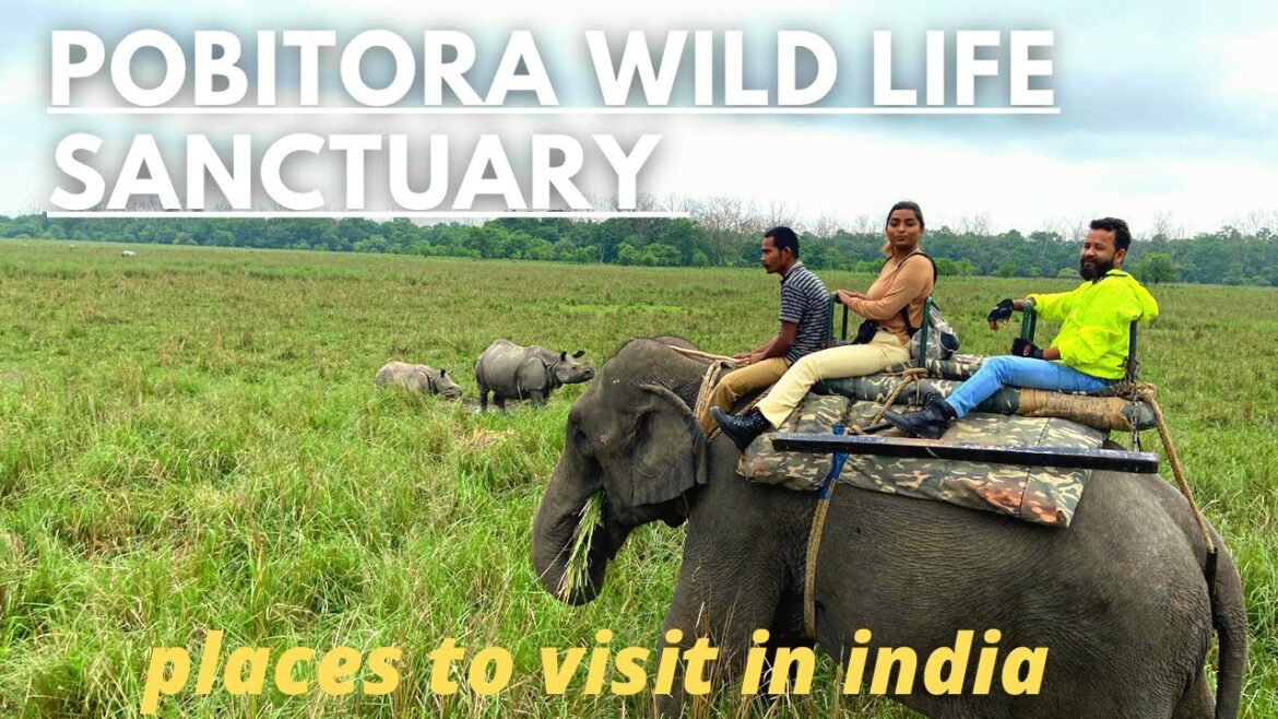 RHINOS IN POBITORA WILDLIFE SANCTUARY#pobitora#assam #rhino #incredibleindia #northeastindia#travel RHINOS IN POBITORA WILDLIFE SANCTUARY#pobitora#assam #rhino #incredibleindia #northeastindia#travel