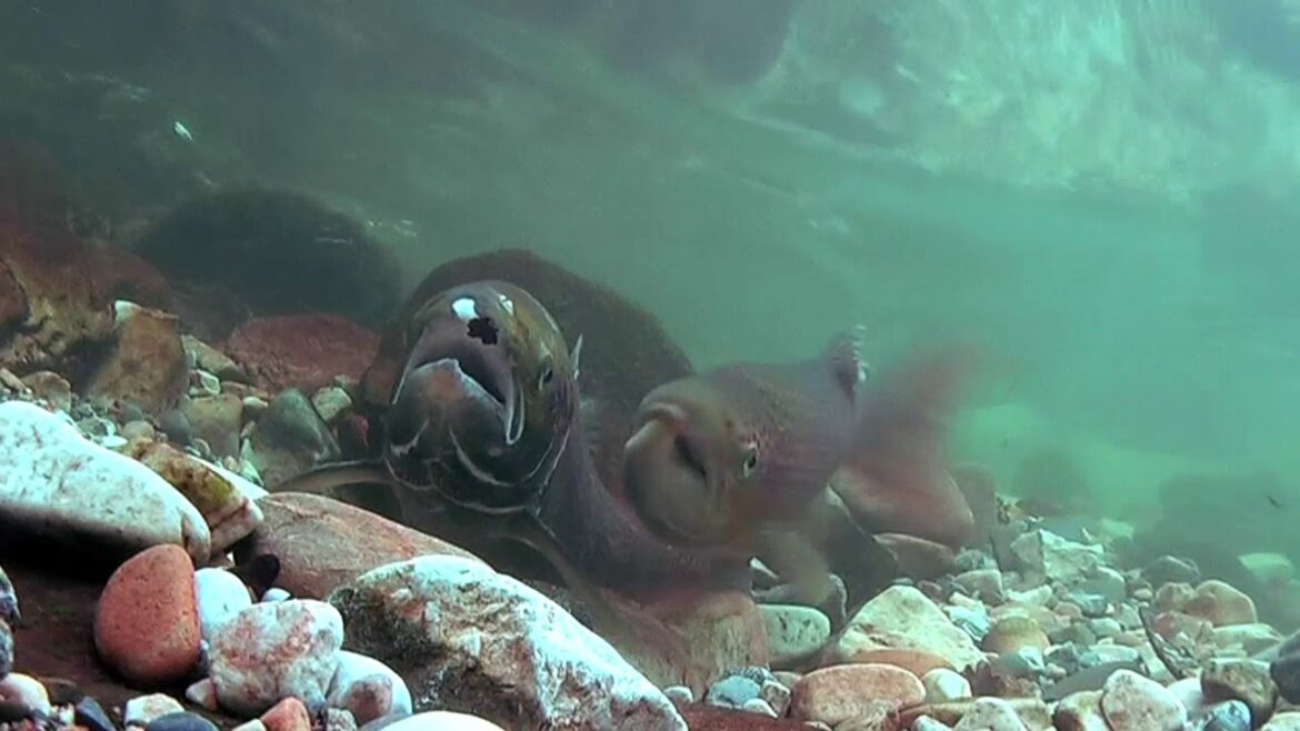 El viaje del salmón El viaje del salmón