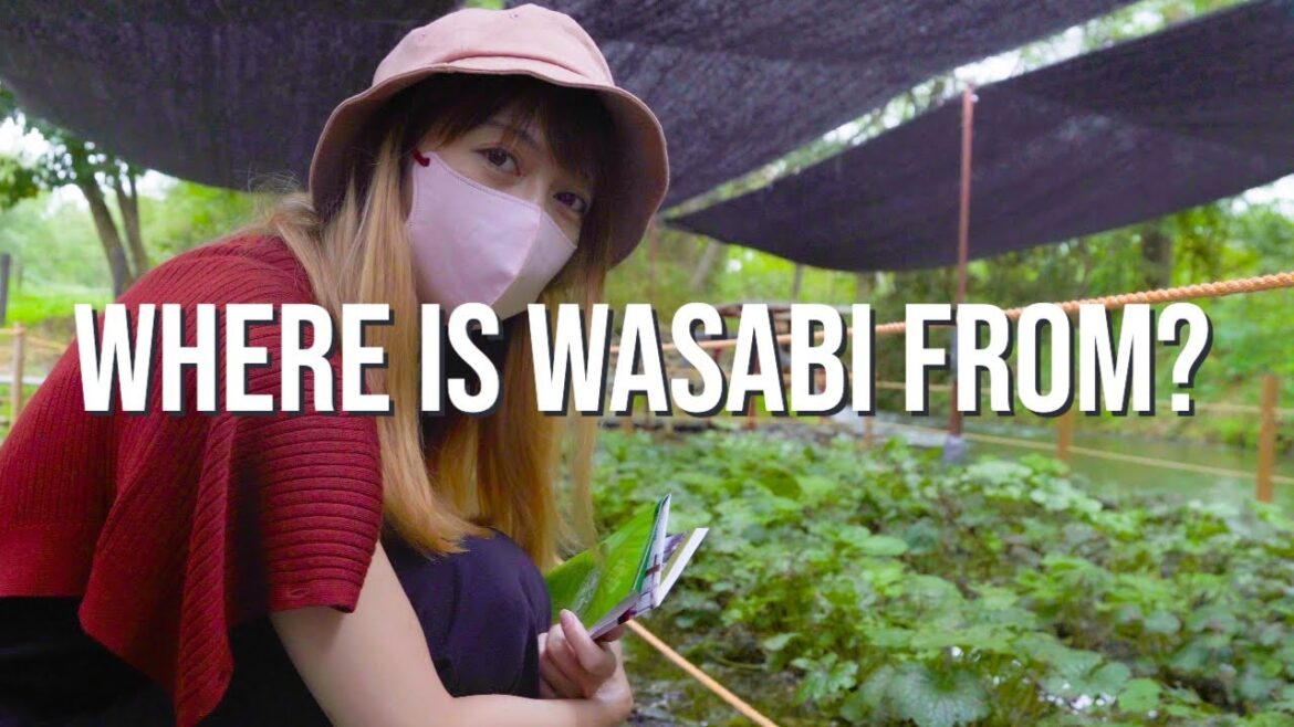 We Visited Japan's Largest Wasabi Farm | Daio Wasabi Farm We Visited Japan's Largest Wasabi Farm | Daio Wasabi Farm