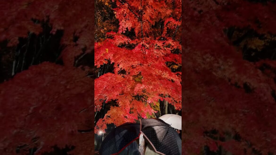 河口湖もみじ回廊