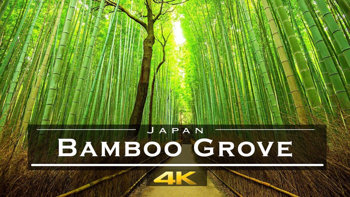 Arashiyama Bamboo Grove in japan 🇯🇵 (4K UHD) | Wonderful Places