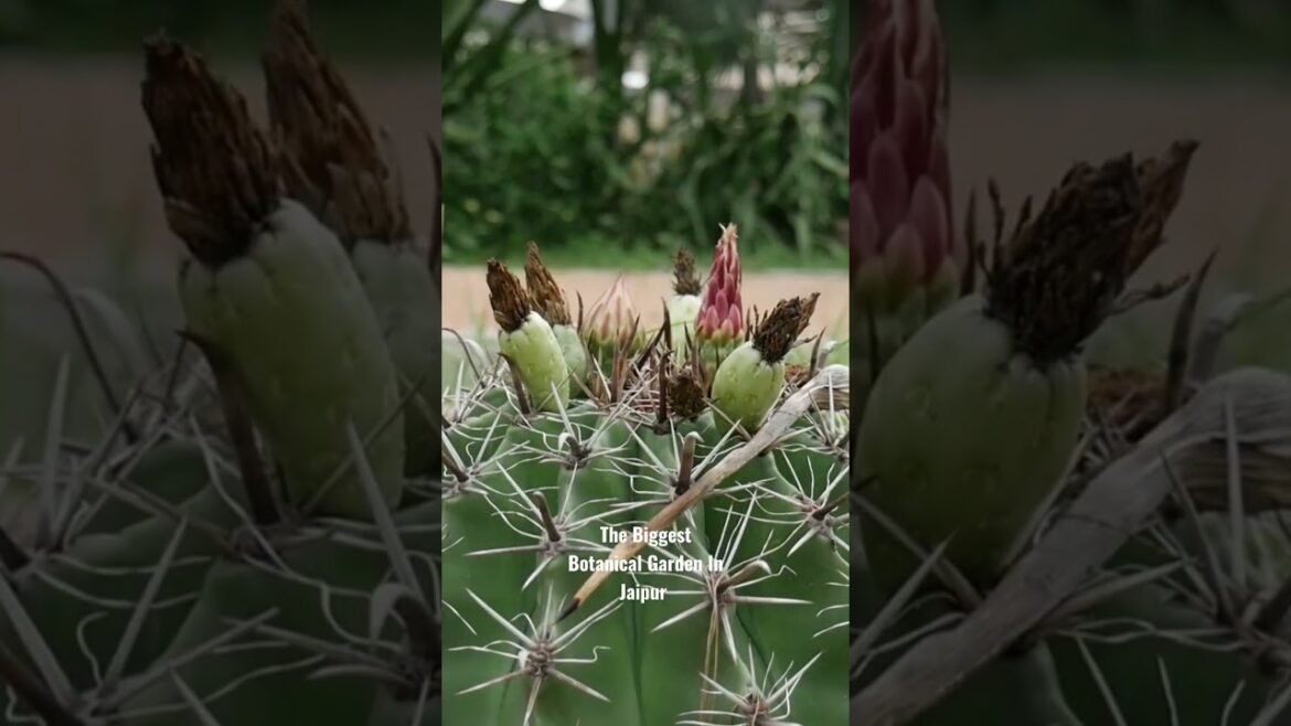 Dravyavati Botanical Park Jaipur | The Biggest Botanical Garden in Jaipur #trendingshorts #shorts