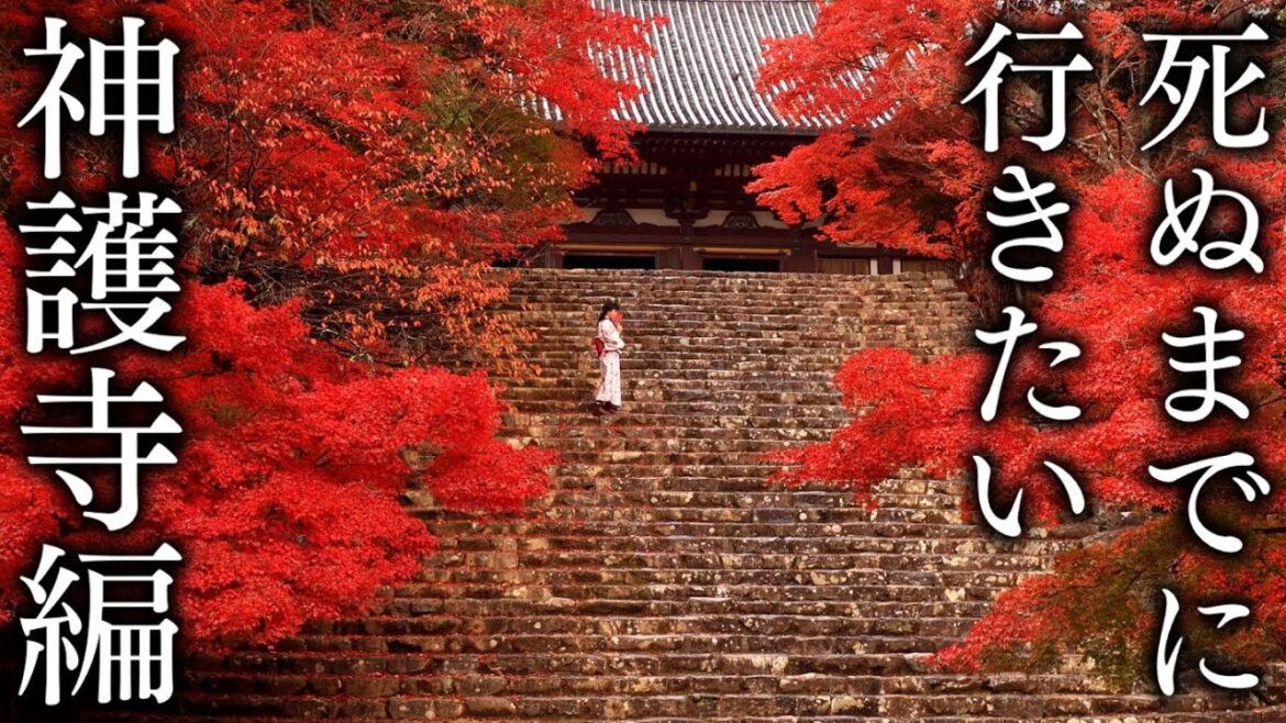 【神護寺エリア4選】秋に行きたい京都の紅葉絶景 - Kyoto in 8K