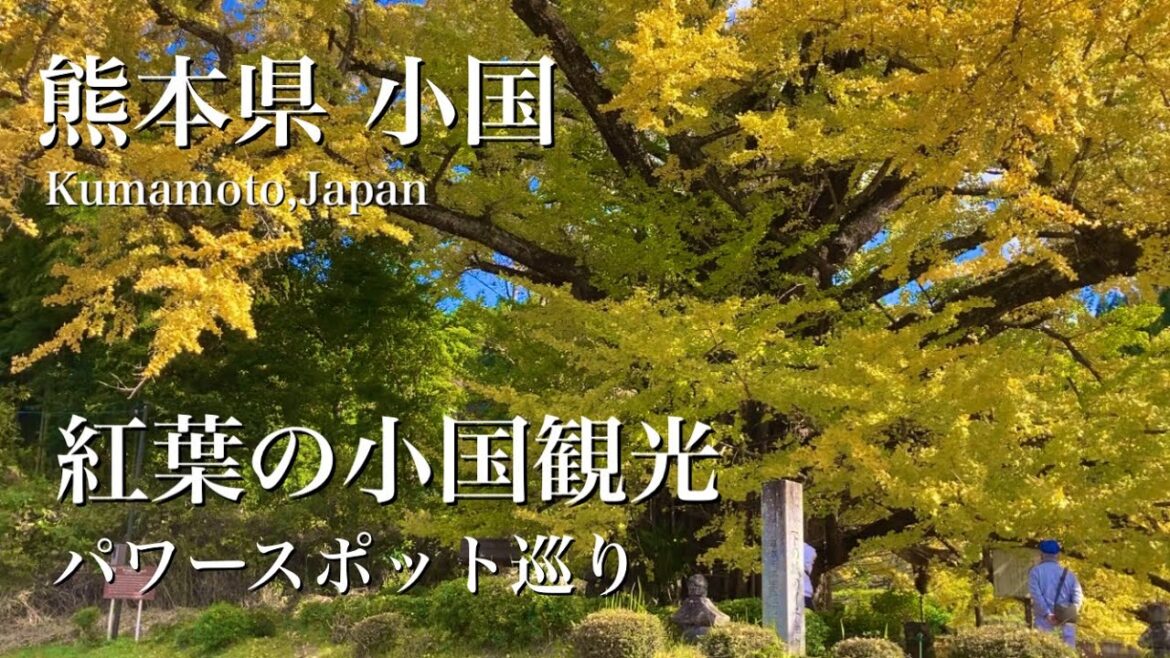 熊本県 【紅葉の小国観光】下城の大イチョウ/ けやき水源/小国両神社 /阿弥陀スギ/パワースポット巡り 熊本県 【紅葉の小国観光】下城の大イチョウ/ けやき水源/小国両神社 /阿弥陀スギ/パワースポット巡り