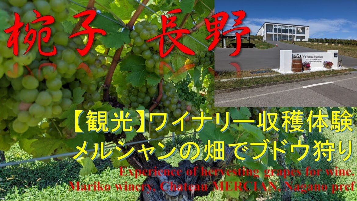 【観光】メルシャン椀子ワイナリー収穫体験 Experience of  grape hervest at Chateau Mercian, Mariko winery, Nagano pref