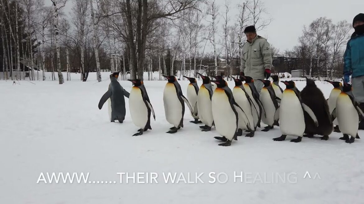 旭山動物園 | Asahiyama Zoo | 北海道 | Hokkaido | Penguin Walk | ペンギン | Cute Penguin | 北海道看企鹅🐧