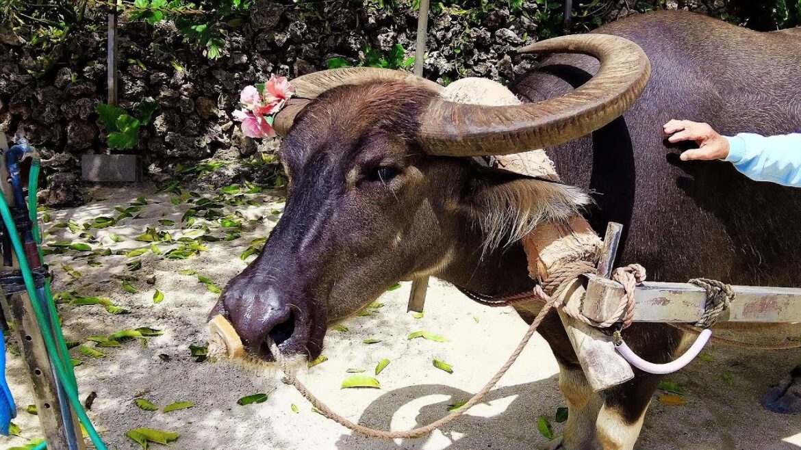 Okinawa Japan | Cheap solo travel to Taketomi Island | Water buffalo cart and Okinawa folk song