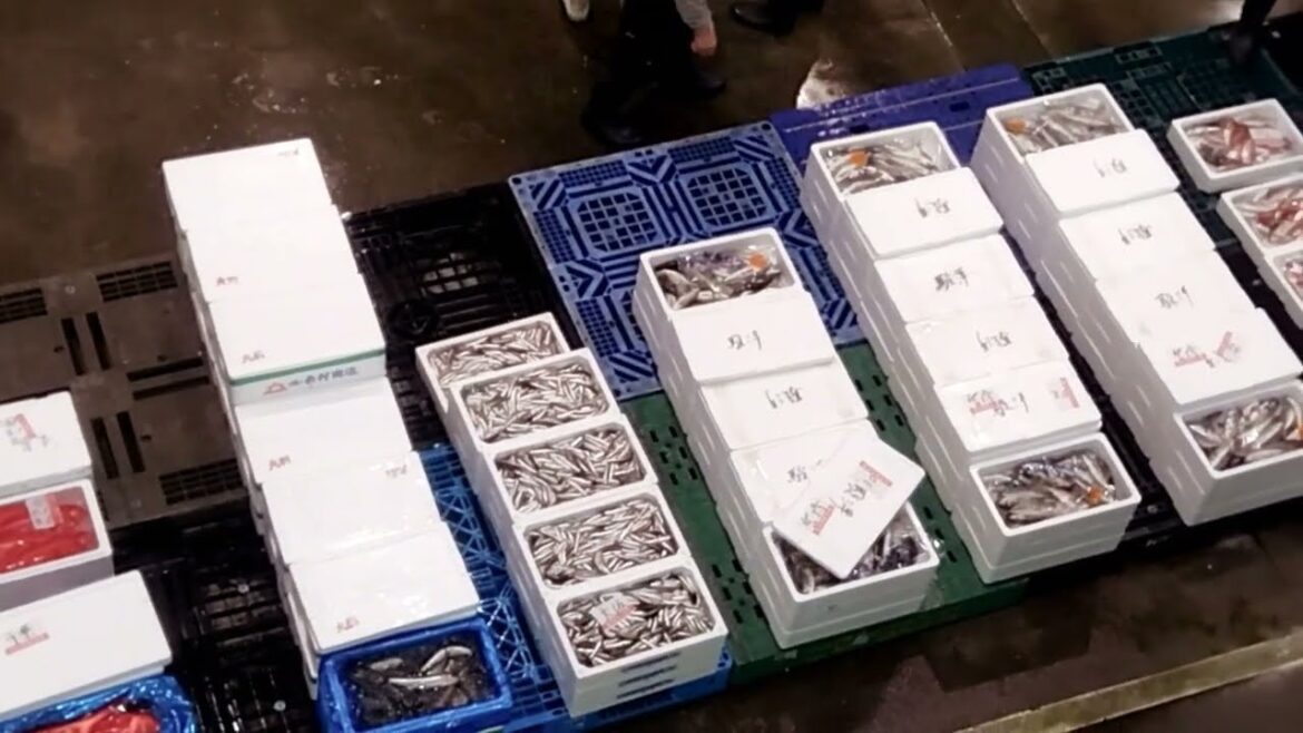 【沼津探訪】ゴールデンウィーク期間中に沼津魚市場でセリの見学