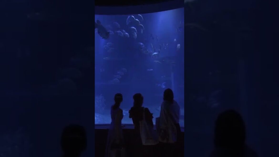 Japan 2022 ll Chichibu Yomatsuri