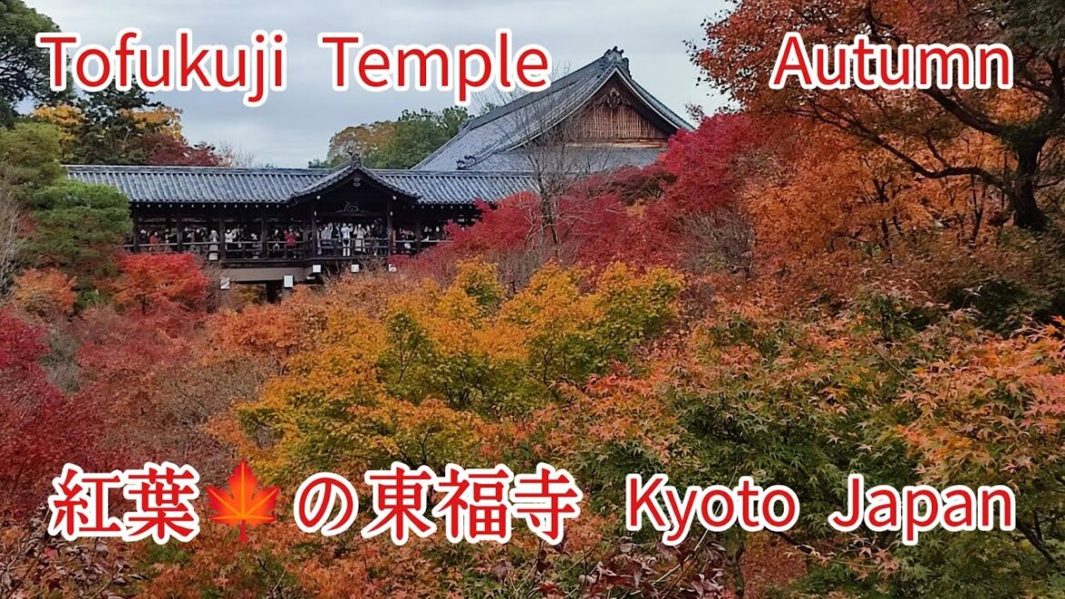Tofukuji Temple kyoto Japan 真っ赤に染まった紅葉🍁の東福寺 Tofukuji Temple kyoto Japan 真っ赤に染まった紅葉🍁の東福寺