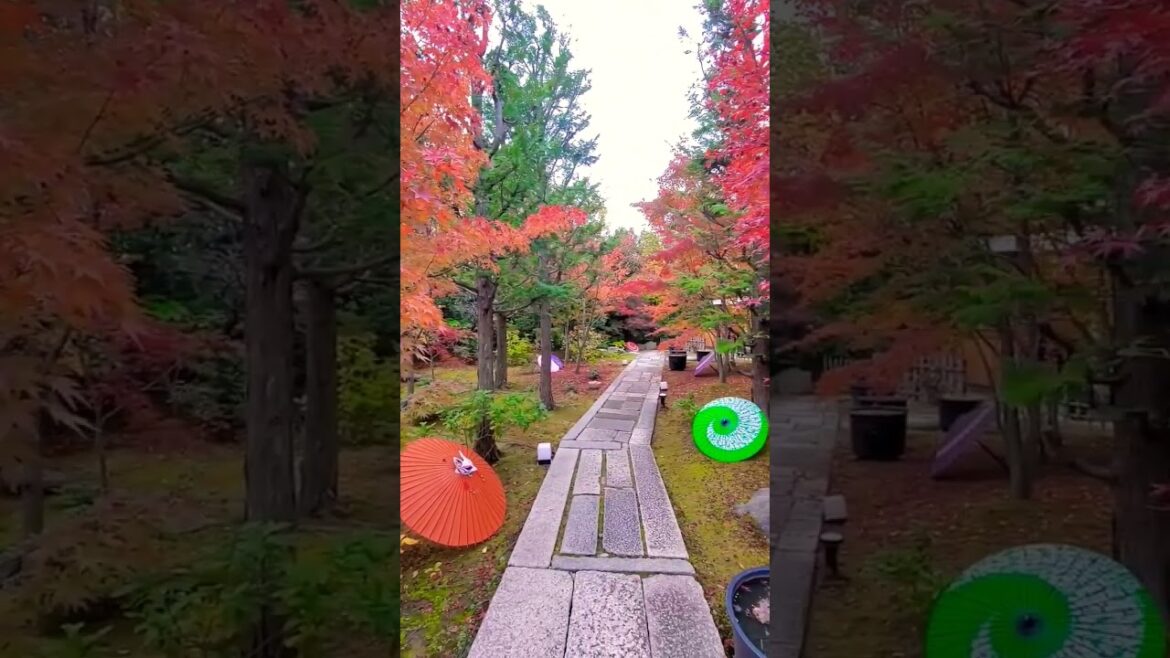 【必見秋の京都旅】素敵な紅葉と和傘と手水舎と切り絵御朱印が有名な勝林寺さんbeautiful kyoto trip