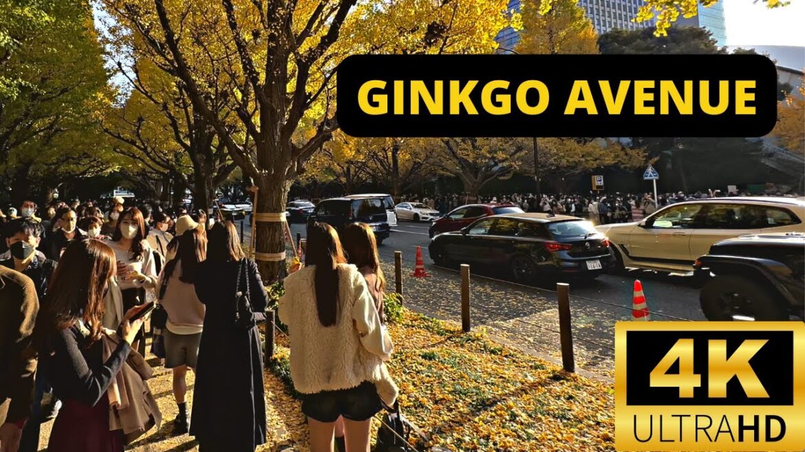 TOKYO, JAPAN 🇯🇵 [4K] Jingu Gaien Ginkgo Avenue — NOVEMBER 2022