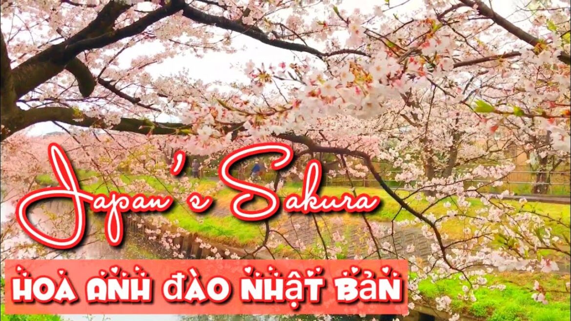 HOA ANH ĐÀO trong GIÓ | Hoa anh đào Nhật Bản | Japan Sakura | 桜2021 HOA ANH ĐÀO trong GIÓ | Hoa anh đào Nhật Bản | Japan Sakura | 桜2021