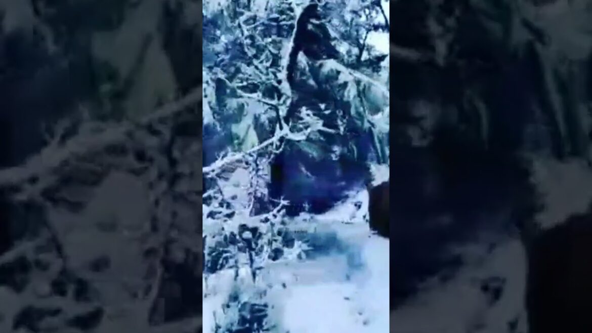 Kalka-shimla Dream train after fresh snowfall #shorts #ytshorts #himachalpradesh #himachaltrip Kalka-shimla Dream train after fresh snowfall #shorts #ytshorts #himachalpradesh #himachaltrip