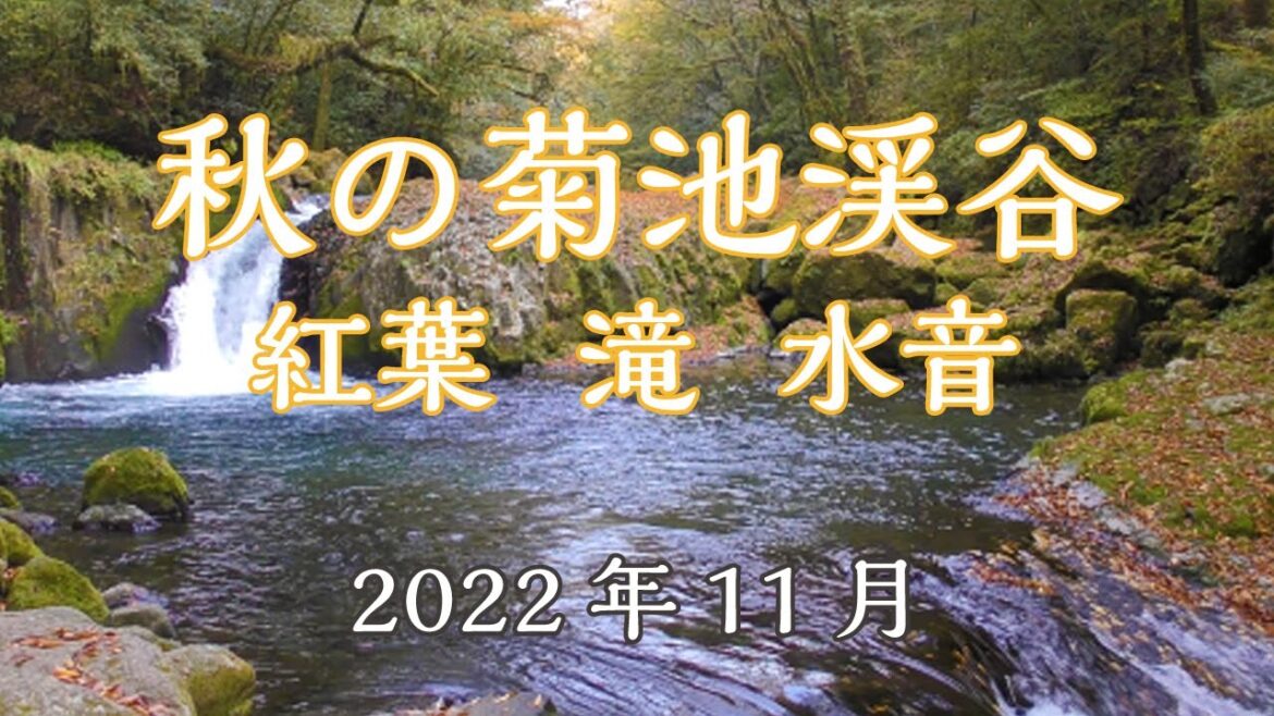 秋の菊池渓谷　紅葉、滝、流水音　2022年11月