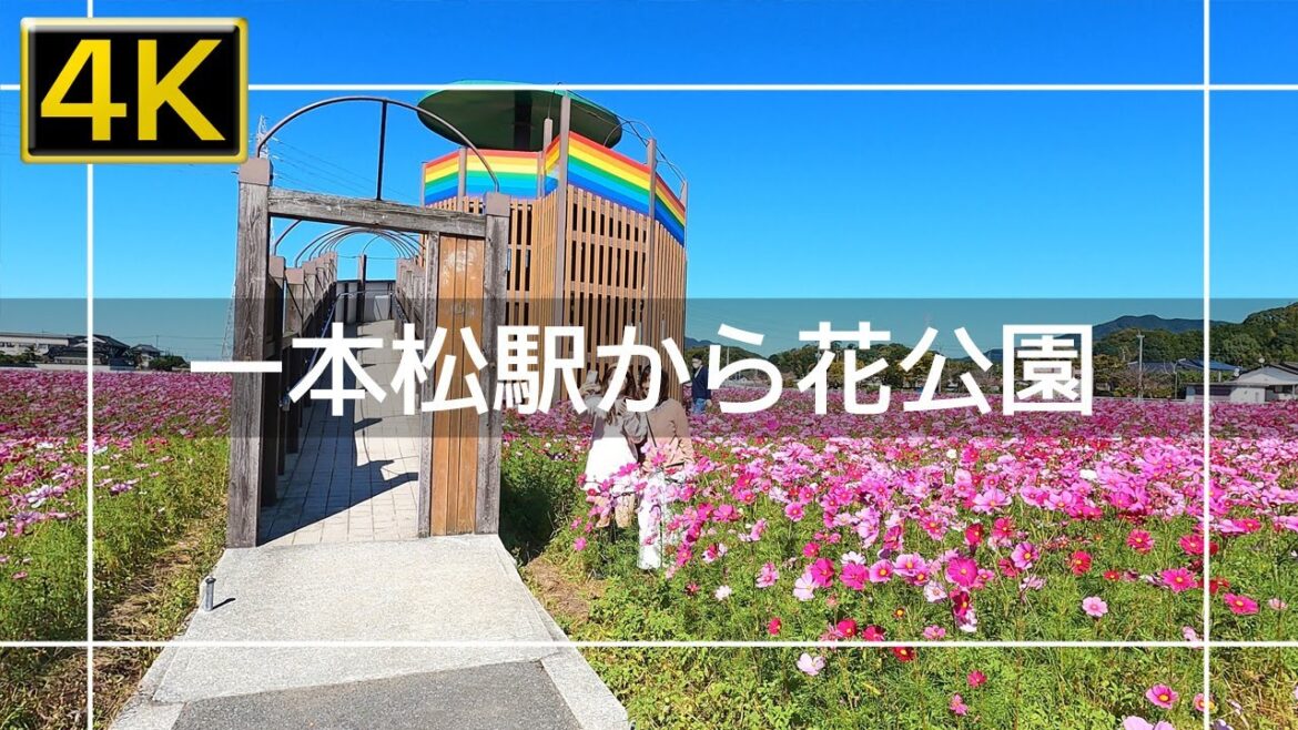 【2022年10月】JR一本松駅からおおとう桜街道花公園のコスモスを見に歩いてみた【4K】 【2022年10月】JR一本松駅からおおとう桜街道花公園のコスモスを見に歩いてみた【4K】