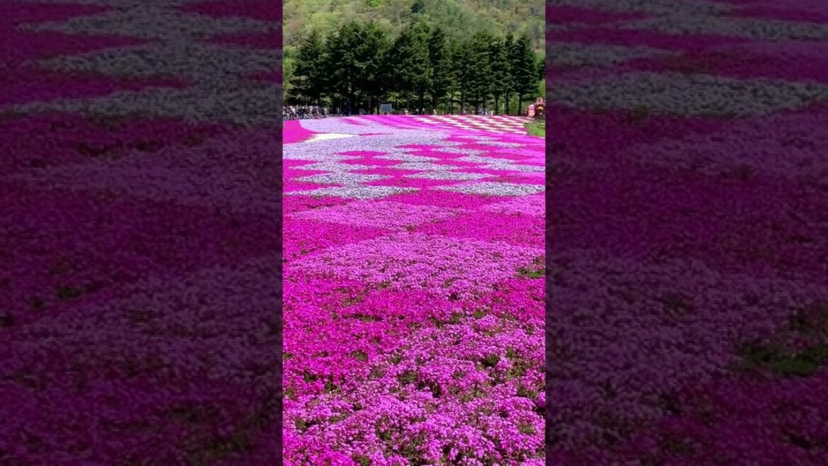 Japan 🇯🇵, Mount Fuji