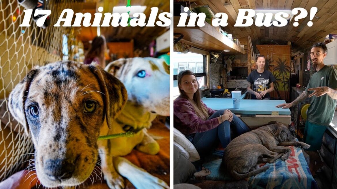 A Nomadic Zoo 17 Animals and Introducing Glacier (my dog) - Bus TOUR