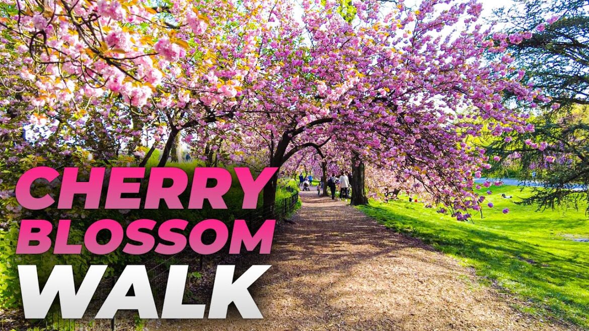 Walking through Central Park Cherry Blossoms in Full Bloom