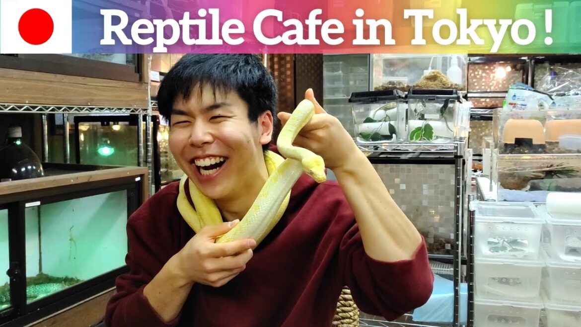 【Reptile Cafe in Japan】Let's Go to A REPTILE Cafe in Shinjuku, Tokyo!