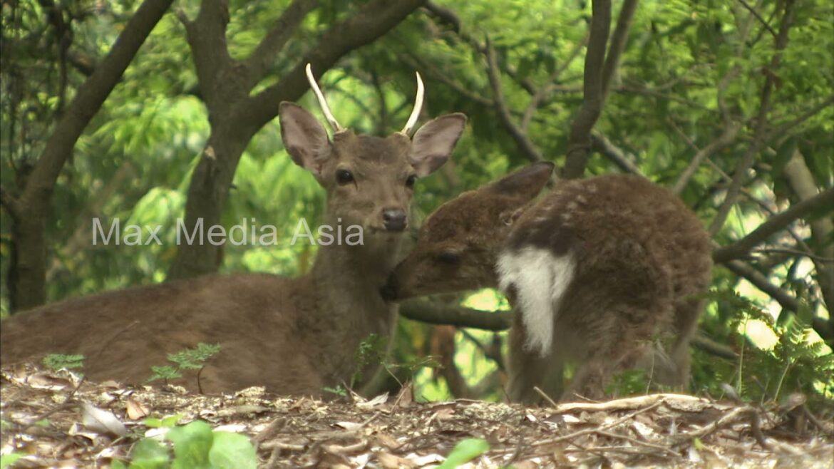 Japan Stunning Yakushima Island Wildlife Nature Cedar Forests Views Kagoshima Japan Stunning Yakushima Island Wildlife Nature Cedar Forests Views Kagoshima