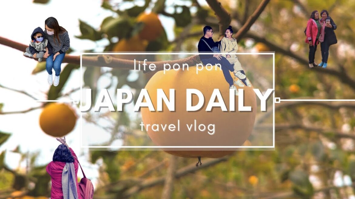 捧烹旅遊Vlog｜日本旅遊｜睽違三年日本長野県探親之旅！日本生活日常part1 到長野県北佐久郡御代田町的日本鄰居家採收信州柿子與信州奇異果