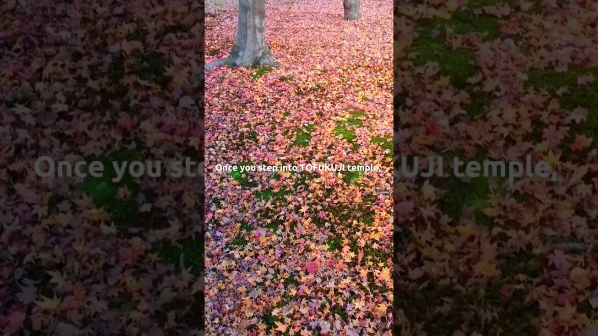 KYOTO Autumn Leaves/Tofuku-ji👘Japan Travel #shorts KYOTO Autumn Leaves/Tofuku-ji👘Japan Travel #shorts