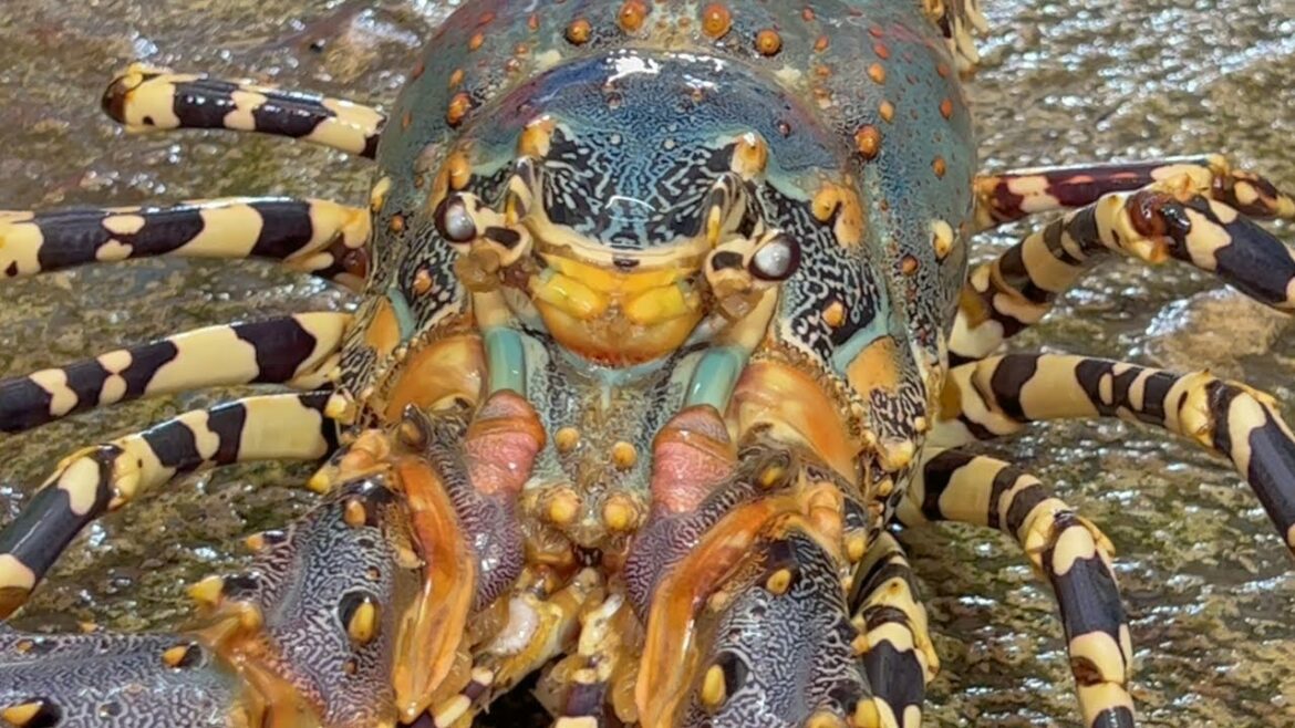 ALIEN! $600 GIANT RAINBOW LOBSTER Sashimi Thailand Seafood Street Food