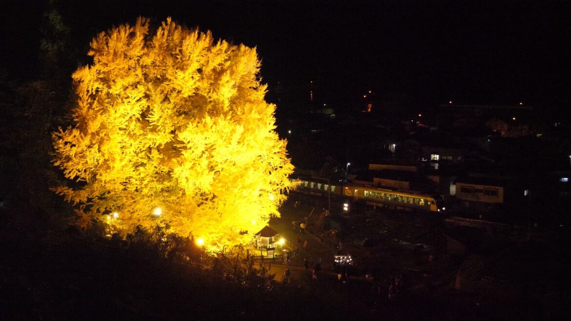 "The Big Yellow" Greatest Gingko Tree in Japan 北金ヶ沢の大イチョウ