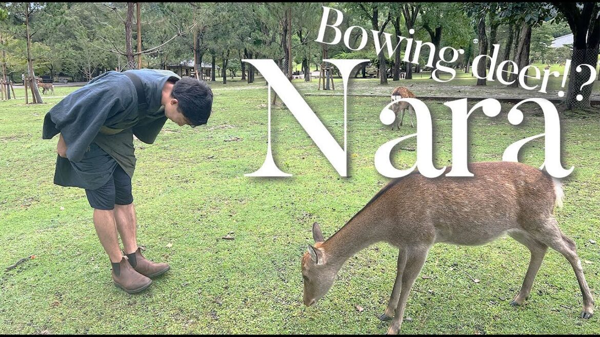 Travel with me: Day trip to Nara🇯🇵